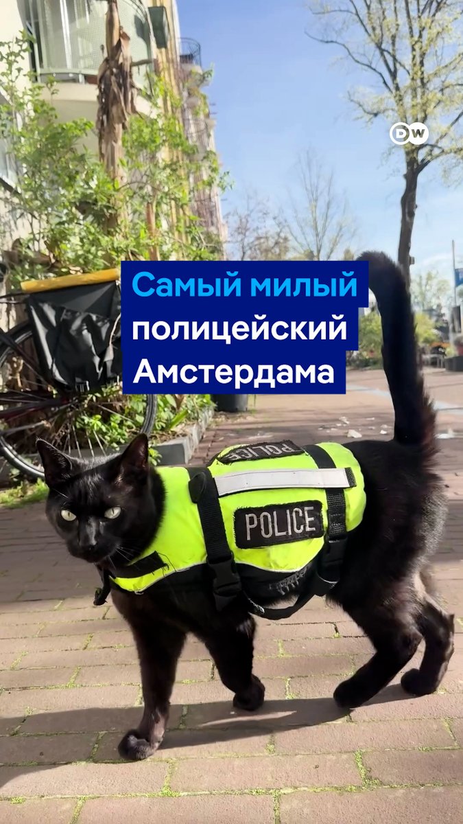 10 тысяч лет кошки уже рядом с человеком. Сегодня в мире отмечают Всемирный день кошек. "Кошачий контент" в соцсетях - один из самых любимых. Это подтверждает история кота-"полицейского" в Амстердаме