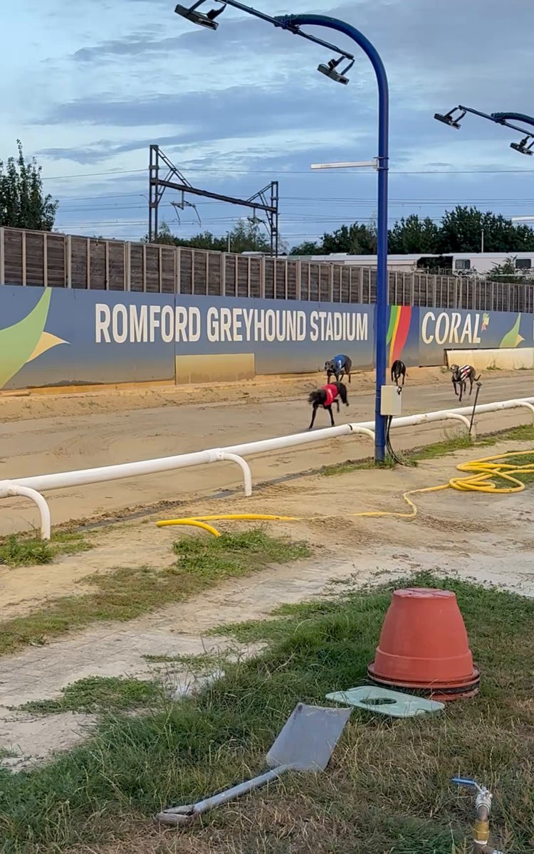 It’s what Ryan does!😁 After his win, watch ORANGE RYAN listen out to for his handler to call his name!🫶 He does this every race and look at that waggy tail. Such a happy boy!🥺 #romforddogs 🐾
