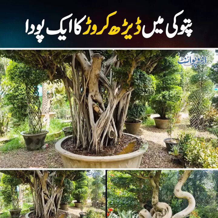 پتوکی میں ڈیڑھ کروڑ کا ایک پودا #FicusPlant #BiggestNursery #Plants #NurseryPlants #Seeds #PlantNurseryBusiness #Pattoki