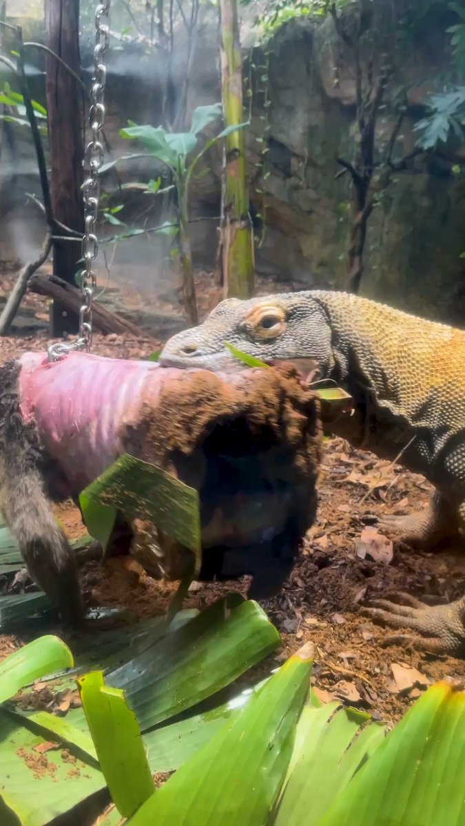 Un dragón de Komodo puede comer hasta el 80% de su propio peso corporal en una sola comida. Gracias a un metabolismo lento y a la gran elasticidad de su estómago, un adulto de unos 70 a 90 kilos es capaz de devorar cerca de 70 kilos de carne de una vez