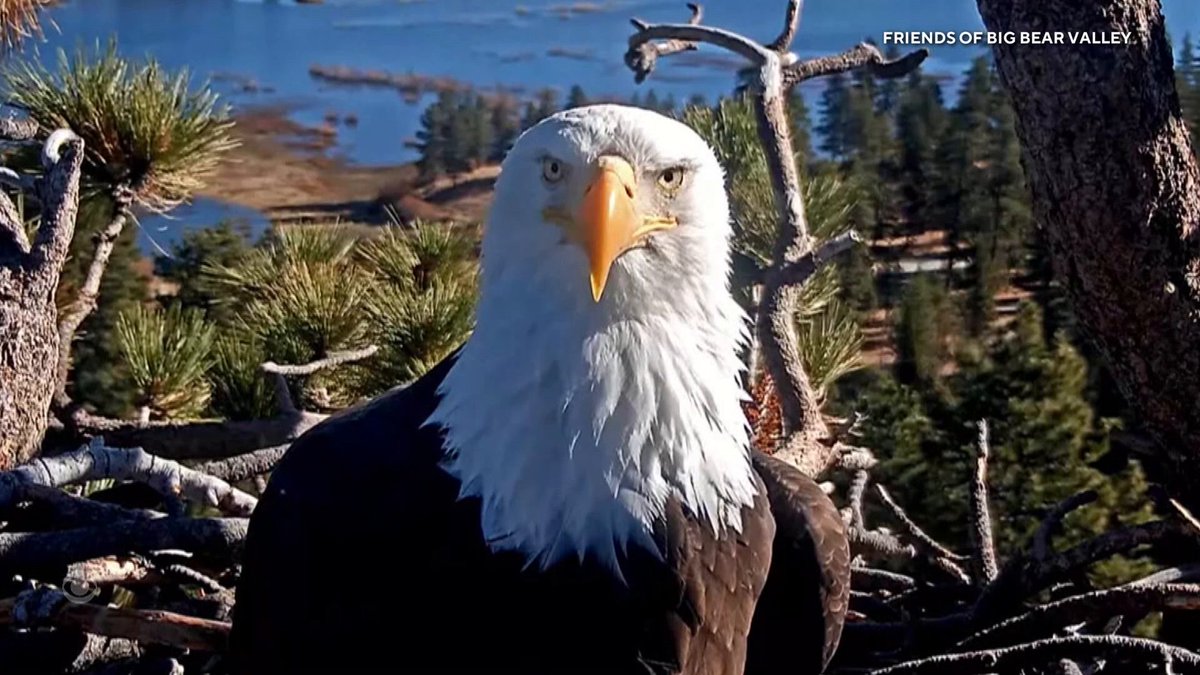 Jackie, the beloved bald eagle from Big Bear Lake in Southern California who became an internet sensation, is fighting for her life at a specialized rehabilitation center after she was injured in a fight with two younger eagles. CBS Newsโ Ali Bauman has the latest on her condition.