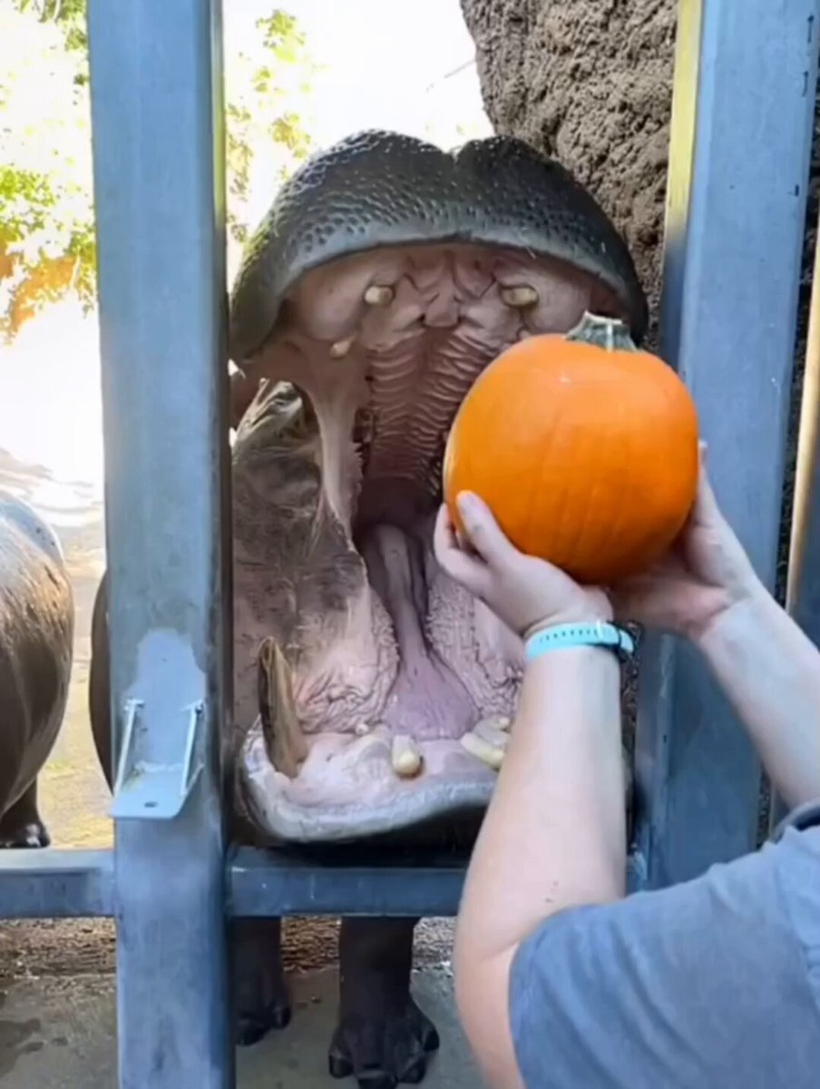 Nothing says fall like hippos crushing pumpkins