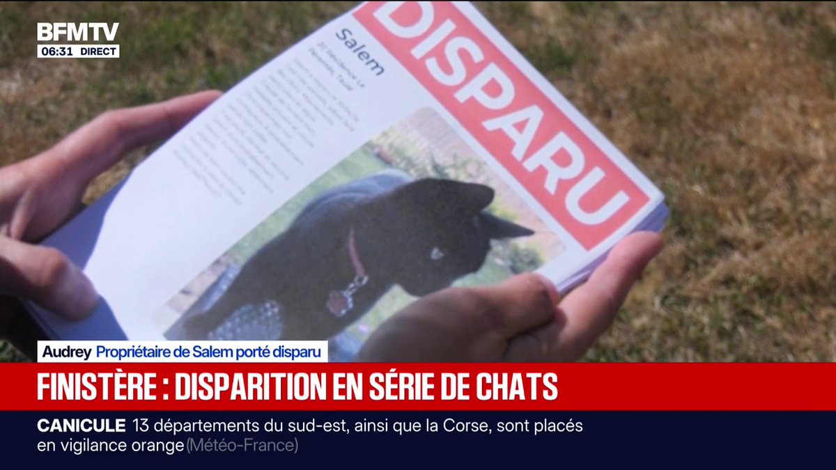 Dans cette commune du Finistère, 11 chats ont disparu en l'espace de trois mois