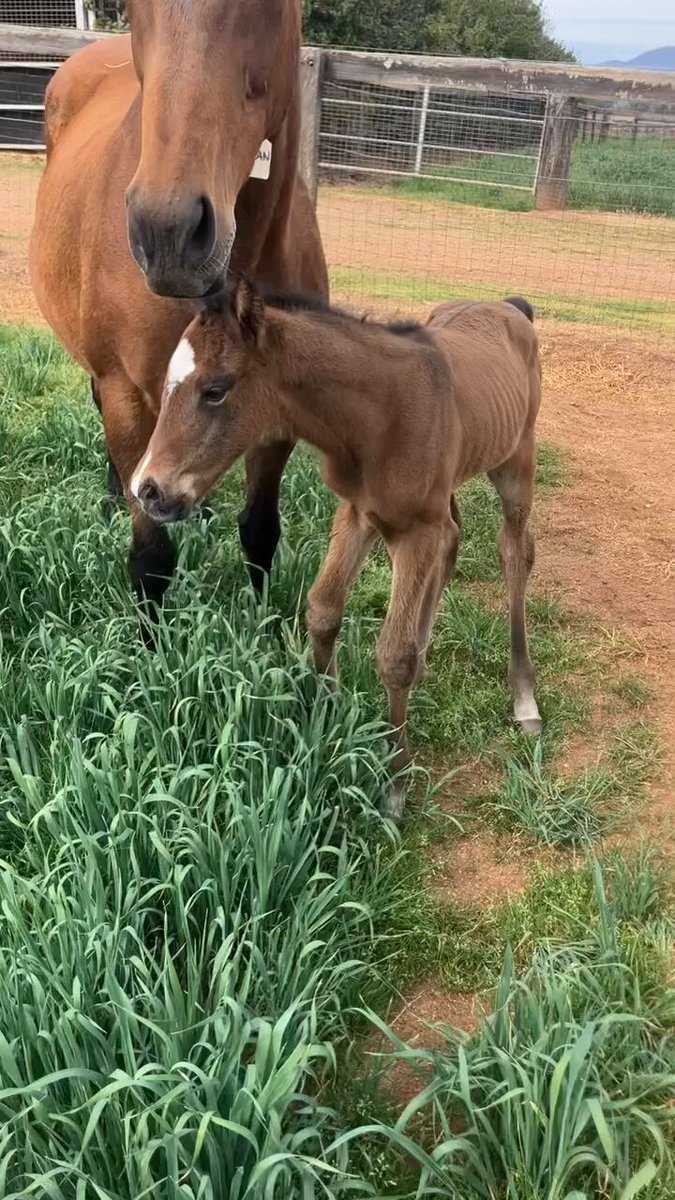 Our first foal born this morning at 3 am. She is beautiful 😻 ♥️♥️