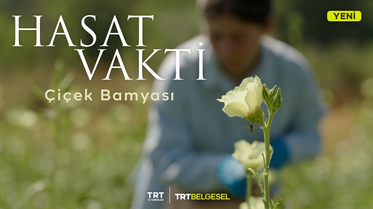 Çiçek bamyası, üretimi en zahmetli tarım ürünlerinden biri. Aylar boyunca her gün tek tek toplanır, dizilir, kurutulur ve asılır. Amasya'nın Taşova ilçesinde her yıl hasat mevsimiyle birlikte, sarı bir çiçeğin ardında uzun bir emek yolculuğu başlar. Amasya'nın simgelerinden çiçek bamyasının tohumdan hasada uzanan yolculuğunu ve üreticilerin alın terini ekrana taşıyan yeni belgesel serisi "Hasat Vakti", ilk bölümüyle bugün saat 20.00'de TRT Belgesel'de.
