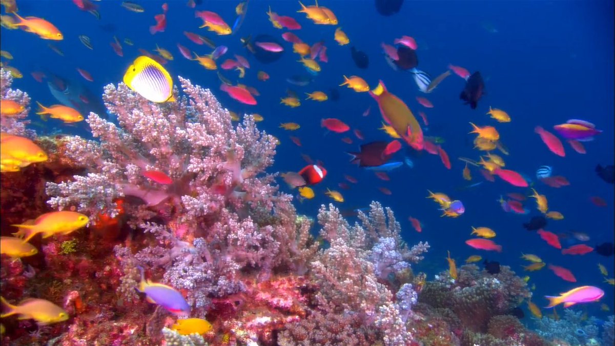 Busy day on the reef 🐠✨ 📸: David Hannan #coralreef #ocean