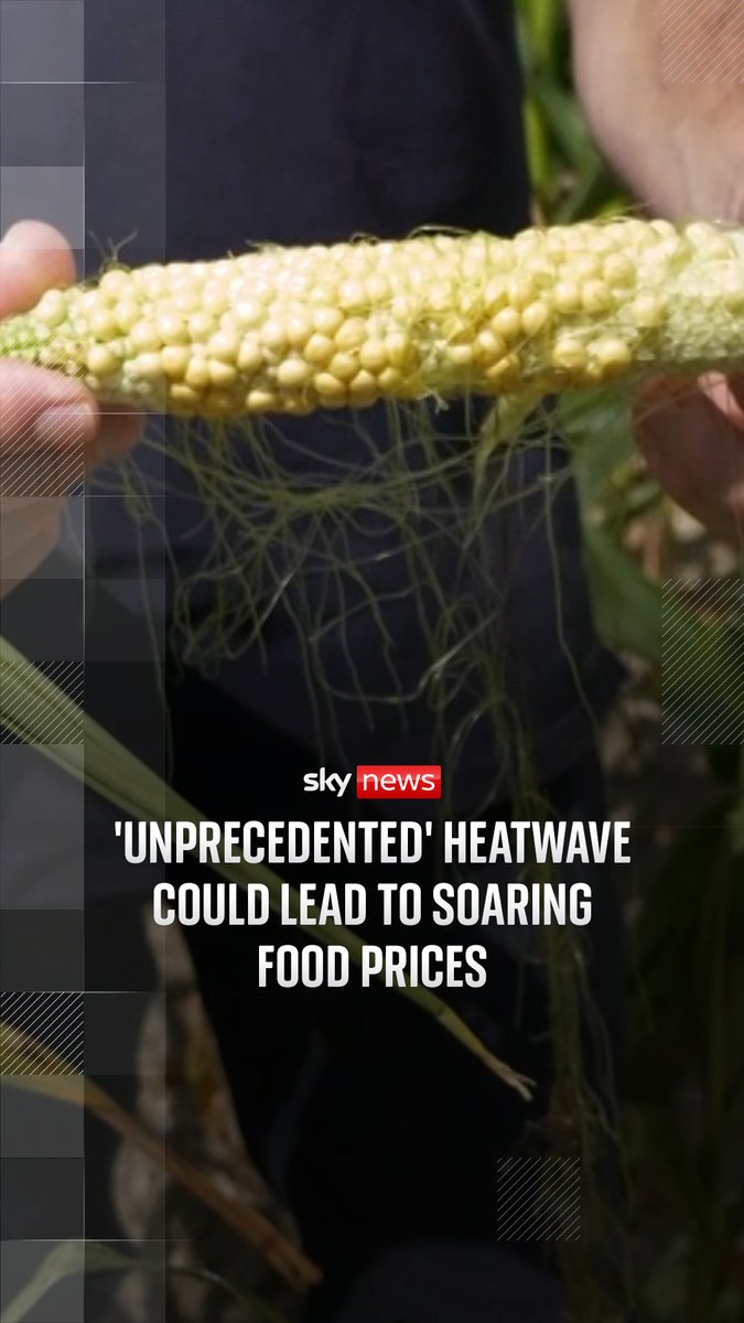 Reporting from a farm in West Sussex, Sky's AJ Joshi spoke to a local farmer about how 'unprecedented' heatwaves in the UK and across Europe could lead to inflation of food prices. This summer's extreme weather has been linked to a period of "historic and unprecedented change" to the UK's climate, with multiple records broken.
