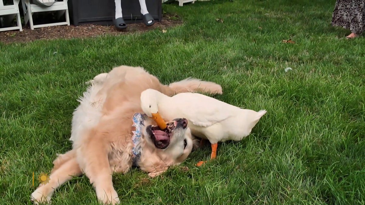 Barley, the golden retriever, lost her spunk once she started taking medication. But when Justin and Tori Cannarelli, of New York, brought Louie, a duckling, home for a short visit, the bird and the dog immediately bonded – and Barley was once again good as gold. Steve Hartman reports on a healing friendship that transcends species.