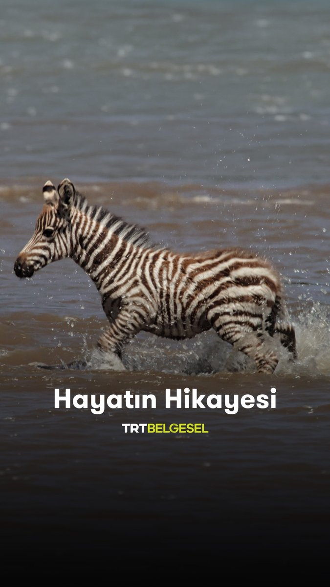 Timsahlar, güçlü akıntılar ve tehlikelerle dolu bir nehir… Anne zebra, yavrusunun yaşamı için en doğru geçiş noktasını bulmaya çalışıyor. 🦓 "Hayatın Hikâyesi", 20.35'te TRT Belgesel'de.