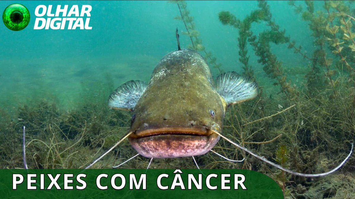 Câncer contagioso se espalha no fundo de um lago #câncer #lago #peixes #vidamarinha