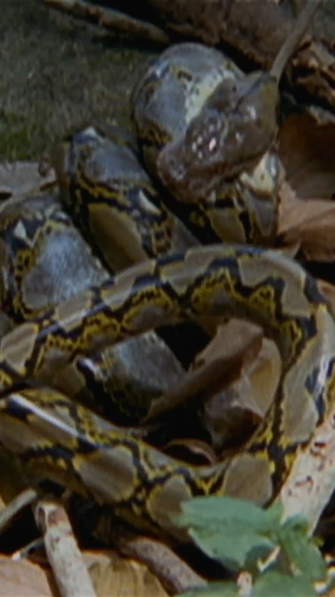 It's a snake-eat-snake world! 🐍🫣 #weirdtrueandfreaky #snake #snakefacts #wildlife