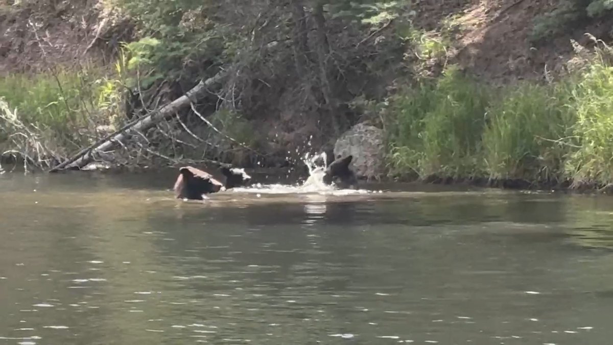 A pool party on the wild side 🐻 Video Description: Three bears, a sow and two cubs, splash and swim in Palmer Lake near a grassy and shaded bank on a summer day. Video courtesy of Ron Hazeloop.