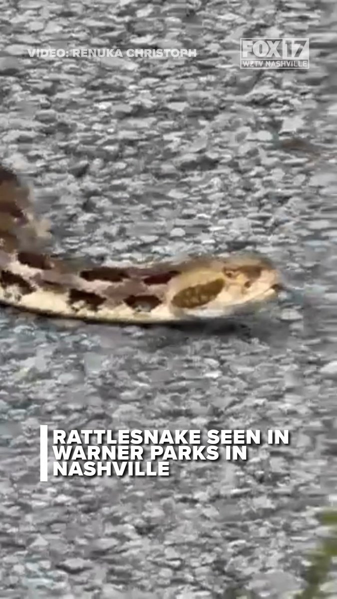 A rattlesnake was caught on video at a park in South Nashville. In a video submitted by a FOX 17 viewer, a large rattlesnake slithers across a trail and into the vegetation at Warner Parks. Timber rattlesnakes can be found across Tennessee, and are the largest and most dangerous snakes in the state. They can grow up to 5 feet long and are typically found in rocky environments or forest floors, and their venom is potent enough to kill a human. Read more: Video: Renuka Christoph #rattlesnake #Tennesseewildlife #snakesighting #TennesseeParks