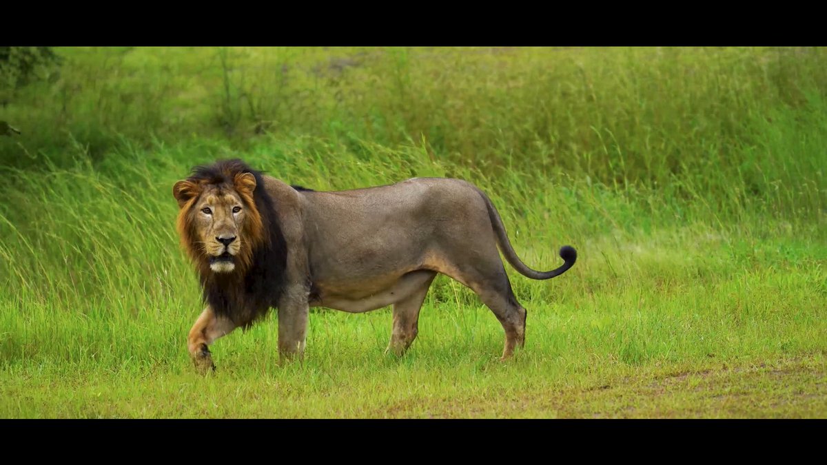 🦁 On World Lion Day, we celebrate India’s remarkable journey in lion conservation. India’s success in conserving the Asiatic Lion is a proud testament to our unwavering commitment to wildlife and biodiversity. From protecting critical habitats to strengthening conservation efforts, India has demonstrated that development and nature conservation can move forward together. From 523 in 2015 to 891 in 2025, the steady growth of the Asiatic Lion population reflects the dedication of our forest officials, conservationists, local communities and all those working tirelessly to protect this magnificent species. As we mark World Lion Day, let us reaffirm our resolve to safeguard our natural heritage and ensure that the roar of the Asiatic Lion continues to resonate for generations to come.