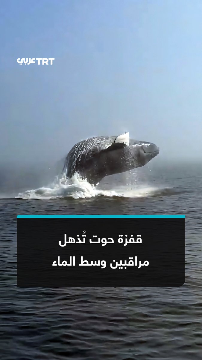 حوت يذهل مجموعة من المراقبين على متن سفينة مراقبة بحرية قبالة سواحل كيبيك في نهر سانت لورانس بكندا بعد قفزه عالياً فوق سطح الماء وسط صيحات إعجاب المتفرجين. #تفاعل ليصل إليك كل جديد