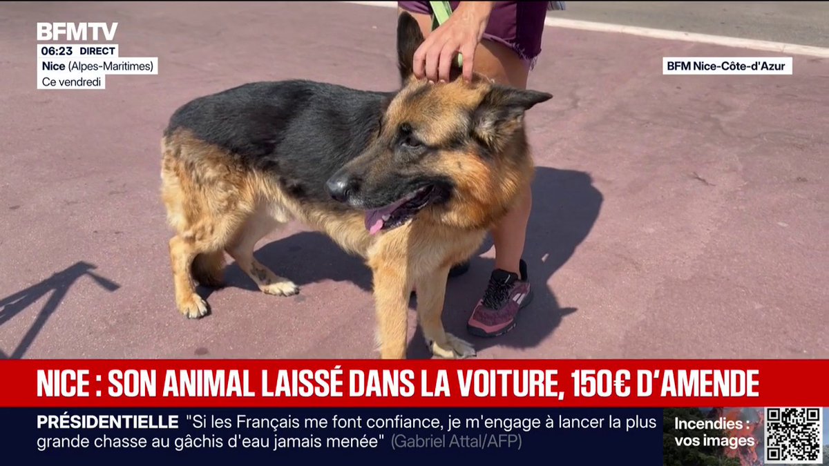 150 euros d'amende: laisser un animal seul dans un véhicule dès 20°C à l’extérieur est désormais interdit à Nice