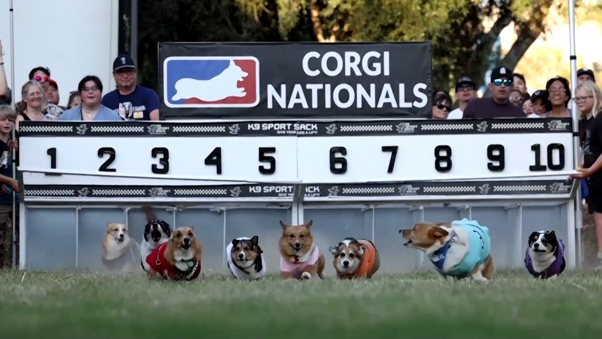 Tony, an 8-year-old corgi, claimed the championship at the Corgi Nationals Super Sprint Series in Woodland, California, where 40 dogs raced to a cheering crowd