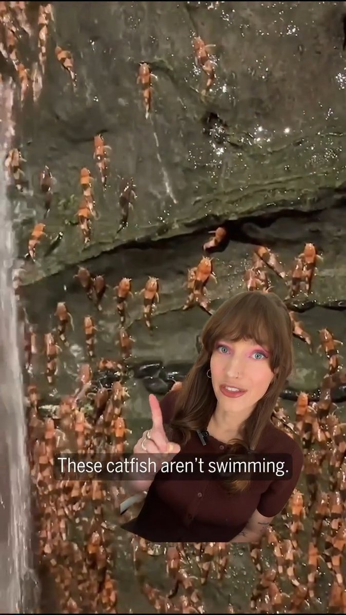 In November 2024, environmental police in Rochedo, Brazil, stumbled on an unexpected sight: thousands of orange-and-black bumblebee catfish scaling the slippery rocks behind waterfalls on the Aquidauana River. A week later, a team of Brazilian scientists arrived to document the unprecedented event, detailing their findings in a 2025 study. These videos provide rare insight into the lives and migrations of these little-studied catfish. Learn more: #ScienceMagArchives