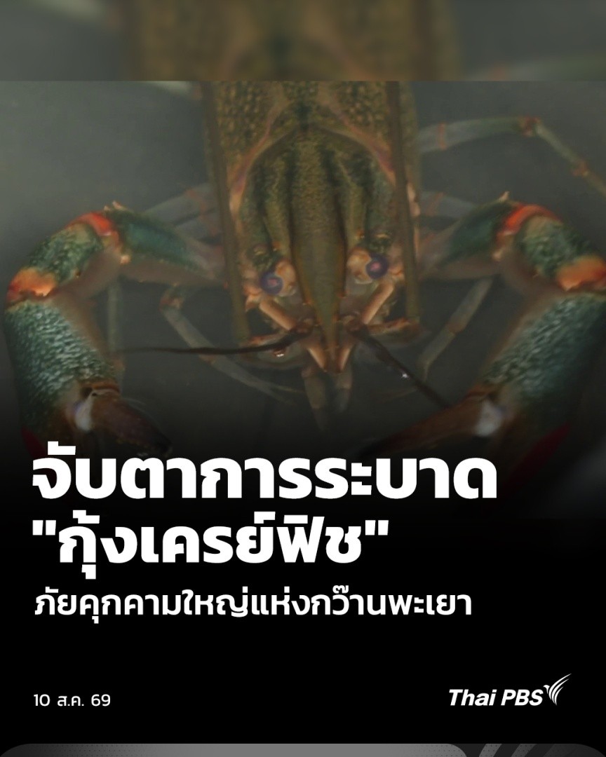 จับตาการระบาด "กุ้งเครย์ฟิช" ภัยคุกคามใหญ่กว๊านพะเยา | จับตารอบทิศ | 10 ส.ค. 69 . ยังพบการระบาดของ "กุ้งเครย์ฟิช" บริเวณกว๊านพะเยา ในช่วงหนึ่งเดือนที่ผ่านมา แม้เริ่มเห็นสัญญาณดีว่าจำนวนลดลง แต่การควบคุมและจัดการในระยะยาว ยังต้องติดตามกันต่อไป . #ThaiPBS #จับตารอบทิศ