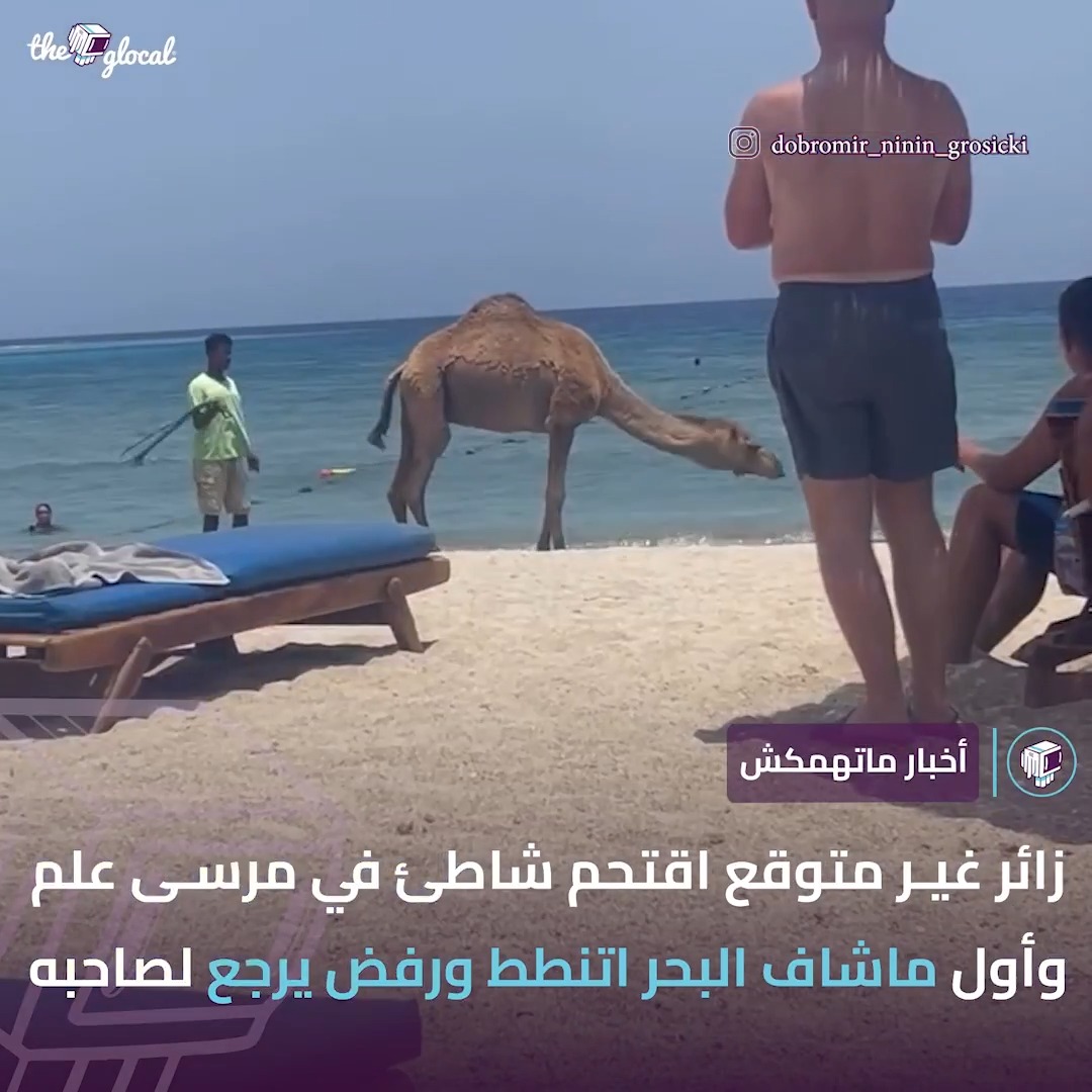 فاهمك يا جمل.. اشتقنا والله #TheGlocal | #أخبار_ماتهمكش