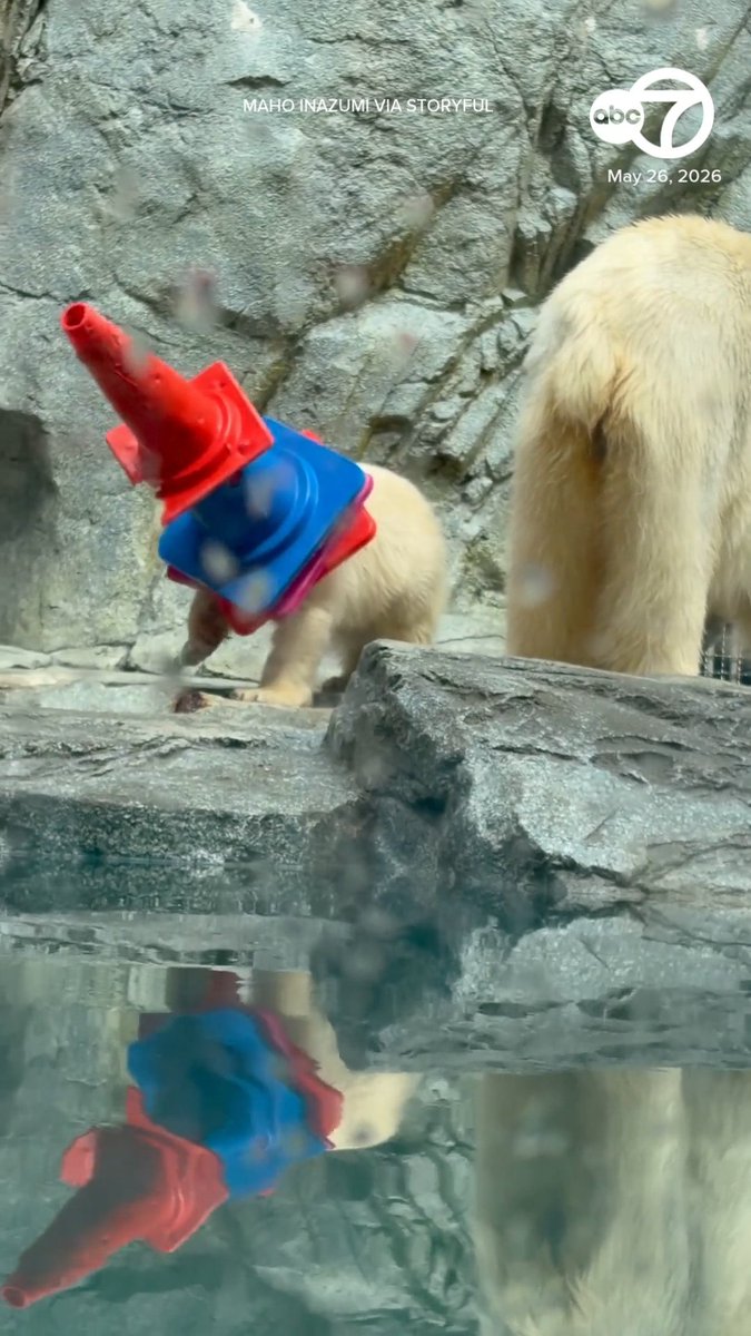 Momota, a polar bear cub residing in an aquarium in Japan’s Akita Prefecture, has recently gained online popularity for his love of traffic cones. The eight-month-old cub has been recorded playing with the cones, including stacking them and bringing them to his den at Oga Aquarium GAO.