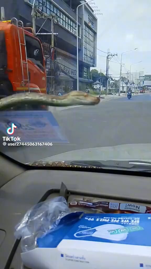 เมื่อน้องอยากติดรถไปด้วย... 🐍😱 หัวใจจะวาย! 💓💥🚘