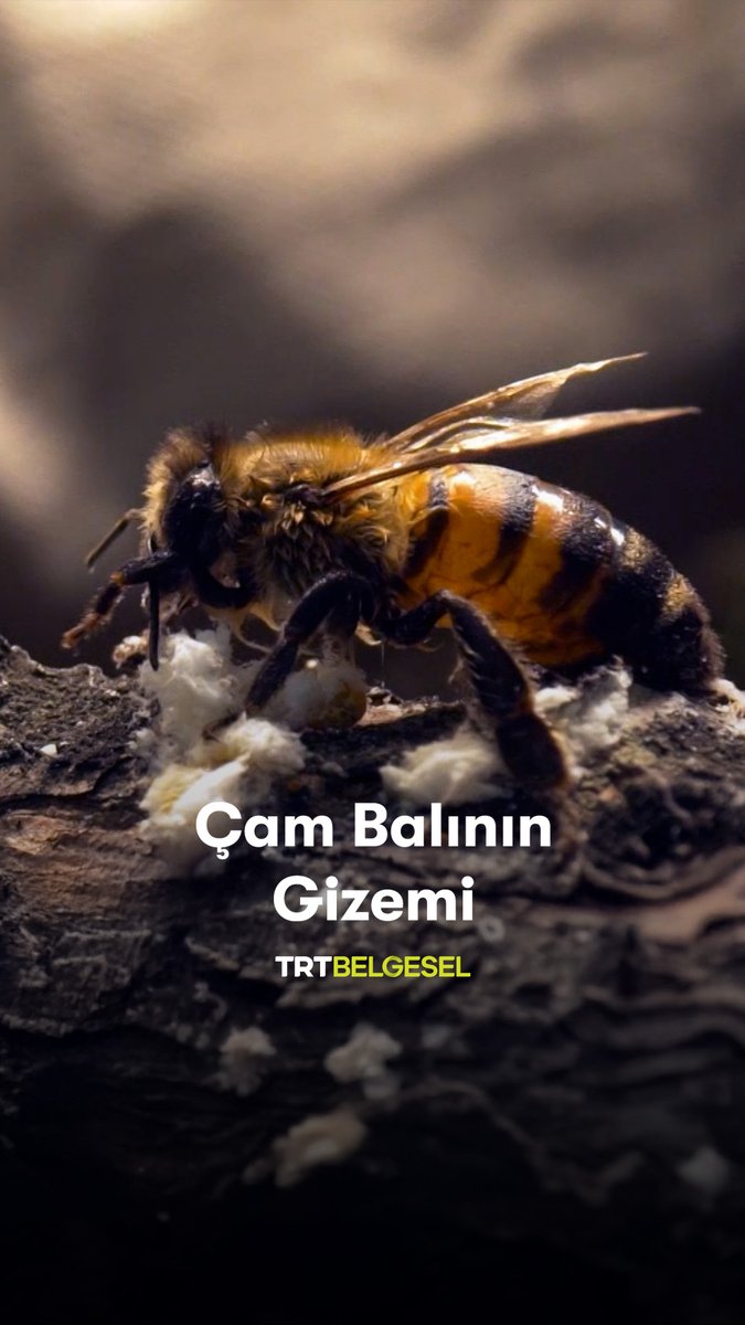 Çiçeği olmayan çam ağaçlarından, doğadaki küçücük bir böceğin salgısı ve arıların mucizevi dokunuşlarıyla elde edilen dünyaca ünlü çam balının sıra dışı serüvenine tanık oluyoruz. “Yiyeceğin Serüveni”, 20.20’de TRT Belgesel’de.