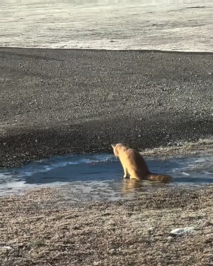Cat's reaction to touching ice for the first time..🐈🐾🧊😅