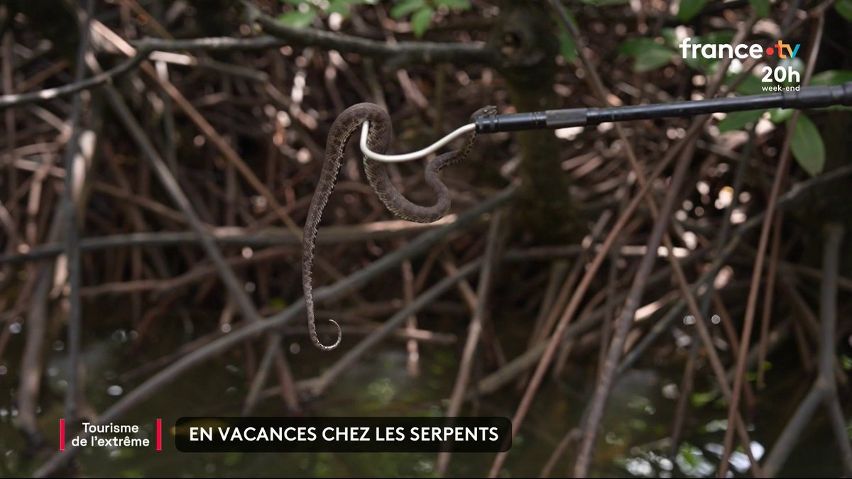 🐍 Vipères, cobras, pythons... La Thaïlande compte plus de 200 espèces de serpents. Pas de quoi effrayer certains vacanciers, qui s'offrent des visites bien particulières.