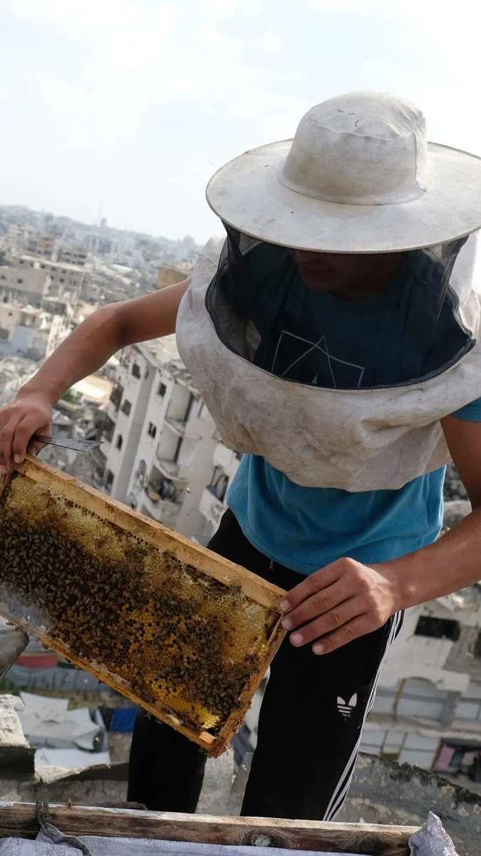 When beekeeper Niveen al-Ashkar returned to her home in Jabaliya, northern Gaza, after nearly two years of displacement, she found mostly rubble and debris. Amid the destruction, she found one hive of bees. She began to rebuild the beekeeping business her family once relied on.