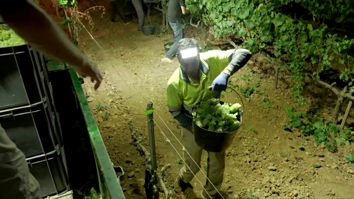 Wearing headlamps and equipped with secateurs, workers at a Barcelona winery light up the vineyards before dawn and start picking grapes at 3 am, as the Catalonia region marks its earliest grape harvest on record due to the scorching summer heat