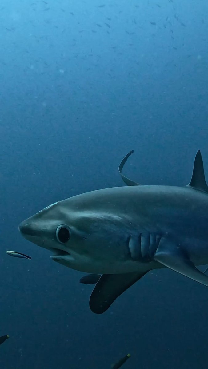 🎥 + 💭: sinothando "There’s something almost unreal about thresher sharks. 🦈 That impossibly long tail, the slow and graceful way they move through the blue. It looks like an animal from somewhere else. Seeing one takes patience. They spend most of their time deep, and the encounters happen early, before sunrise, at cleaning stations on seamounts where they rise up to get worked over by wrasse. You get in the water in the dark and you wait. And for all that presence, a thresher is shy. They spook easily, they keep their distance, and they pose no threat to a diver. What they do matter to is the reef itself. Predators like this keep the whole system in balance. A quiet reminder that the most extraordinary animals are usually the most misunderstood." #MarineMonday #ThresherShark