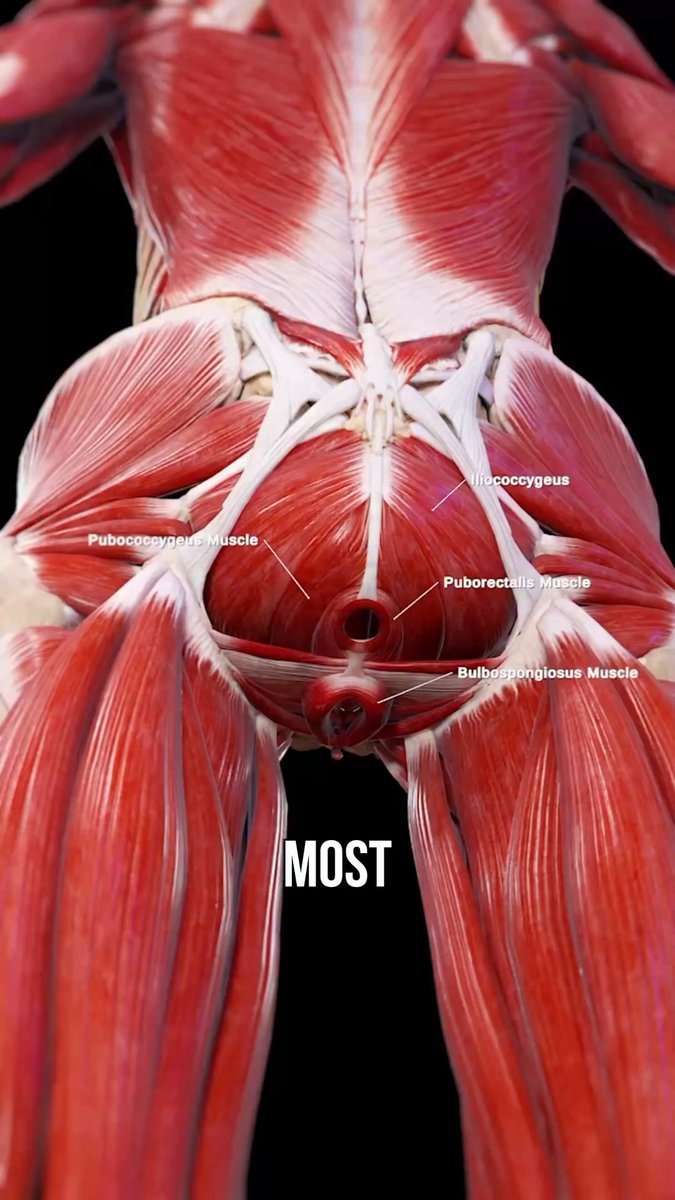 95% of common fixes for the pelvic floor overlook this 👇