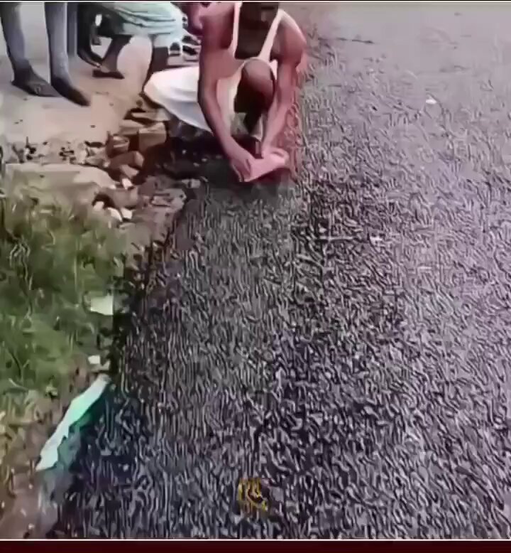 متداول في الهند 🇮🇳: بعد ساعات قليلة من الانتهاء من رصف أحد الطرقات، فوجئ السكان بقيام عدد من الأشخاص باقتلاع أجزاء من الرصف وسرقتها من الطريق، بهدف استخدامها في منازلهم.