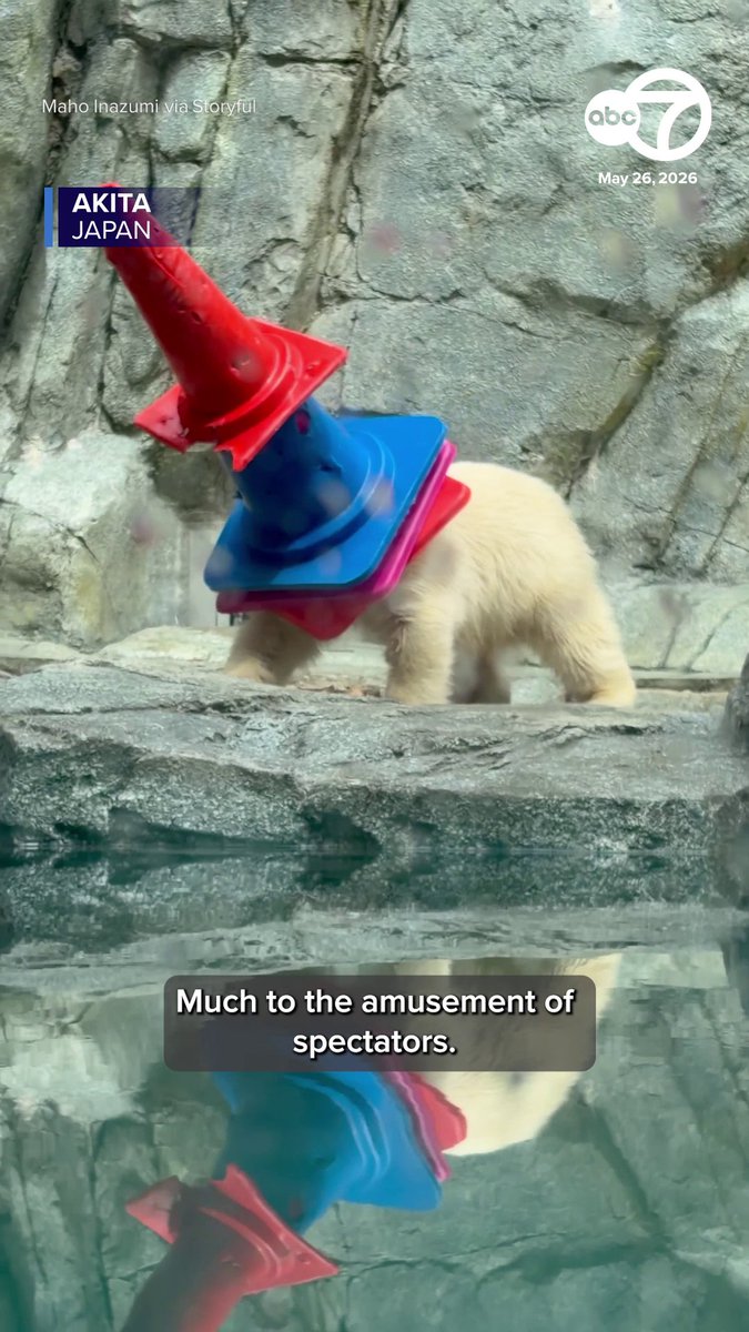 Momota, a polar bear cub residing in an aquarium in Japan’s Akita Prefecture, has recently gained online popularity for his love of traffic cones. The 8-month-old cub has been recorded playing with the cones, including stacking them and bringing them to his den.