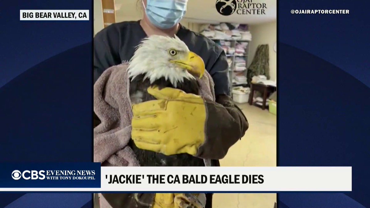 Jackie, the bald eagle who gained national attention for raising eaglets in Big Bear with her partner Shadow, has died after receiving care in an animal care center.