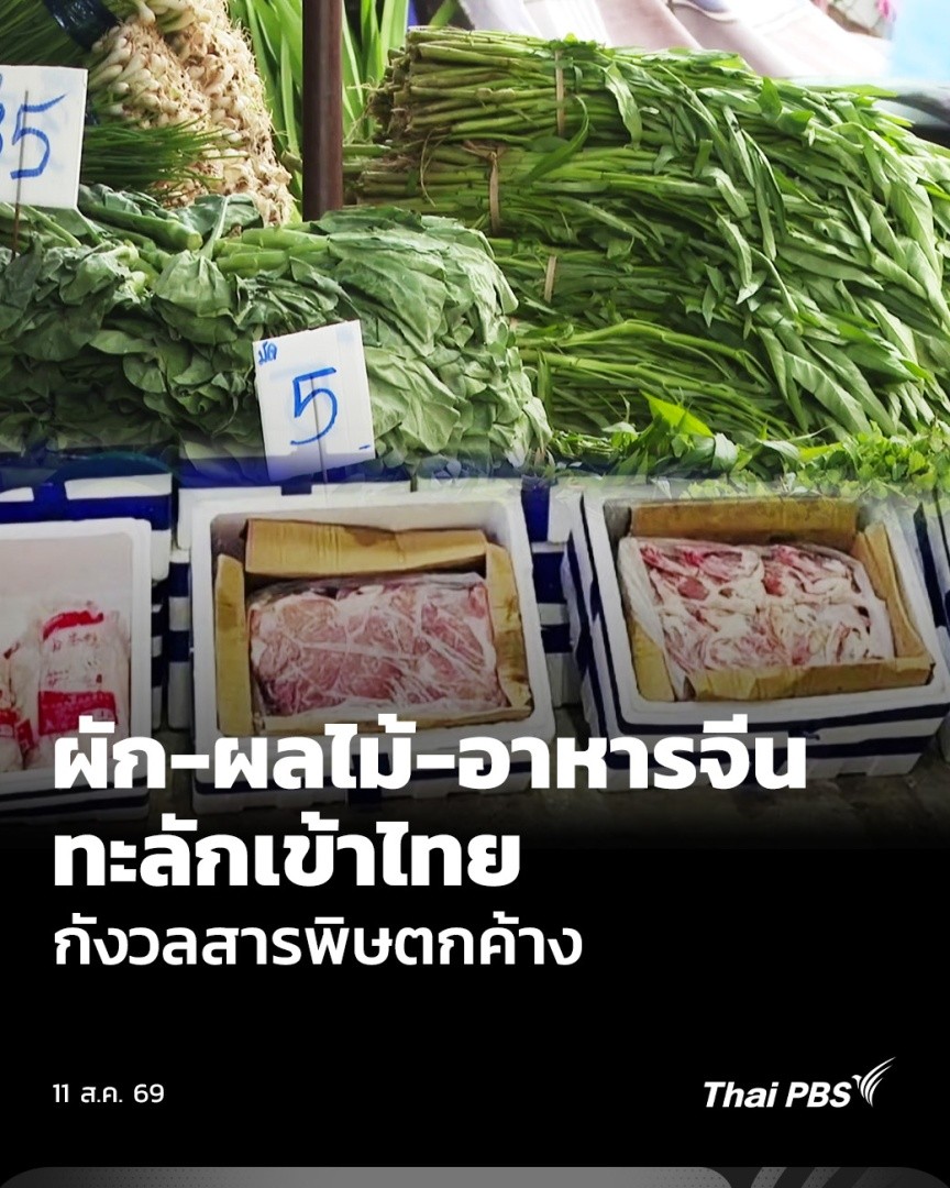 🥬🥩 ผักและอาหารจากประเทศจีนกำลังครองตลาดประเทศไทยจากข้อได้เปรียบด้านราคา แต่ปัญหาใหญ่ คือ สินค้าบางส่วนอาจมีสารตกค้างเกินมาตรฐาน จึงมีข้อเสนอให้ติดป้ายแหล่งที่มาของผักในตลาดให้ชัดเจน เพื่อสร้างทางเลือกให้ผู้บริโภค #ThaiPBS #วันใหม่ไทยพีบีเอส