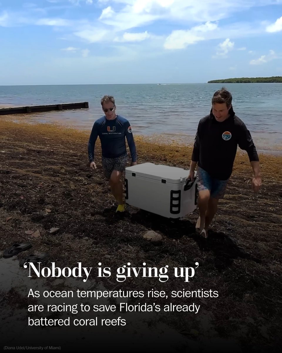 Three years after a marine heat wave triggered one of the worst mass coral bleaching events in Florida's history, researchers are racing to protect coral species from extinction as another scorching summer unfolds.