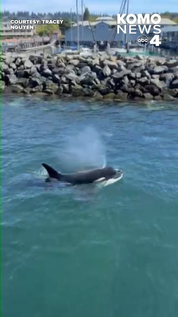 🐋 Orcas from the pier! Talk about being in the right place at the right time. A viewer captured this incredible video of a pod of orcas swimming past the Edmonds Fishing Pier on Monday afternoon. Have you ever spotted orcas from shore? Tell us where in the comments! 👇 #komo #komonews #komo4 #komo4news #seattle #seattlenews #washingtonnews #Orcas #Edmonds #Pier #OrcaSighting