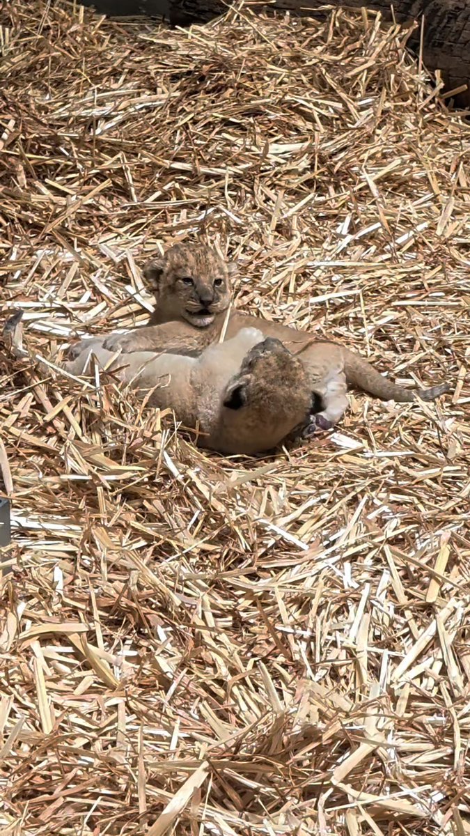 Celebrating #WorldLionDay with these adorable balls of fur! 🦁 💕 📸: ZCS Courtney
