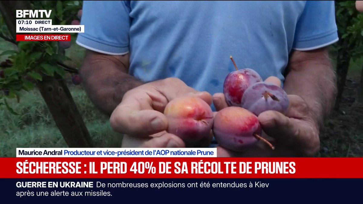 "C'est cramé, ça va pourrir": ce producteur a perdu 40% de sa récolte de prunes à cause de la sécheresse