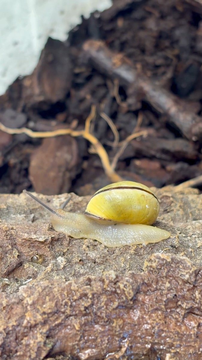 How do snails make “slime” that can do so many jobs, from helping snails slide to helping them stick, to serving as a defense mechanism? In a new Science study, researchers report that collagen and calcium work together to fine-tune snail mucus’s mechanical properties for each task, offering inspiration for adhesives and other novel materials. Learn more: