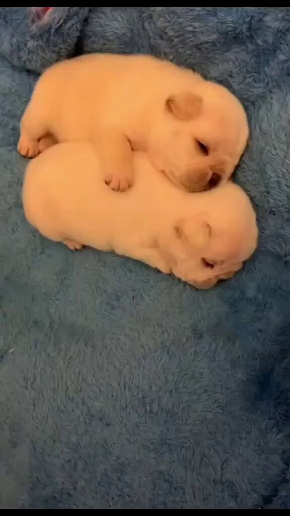 Cute dog 🥰