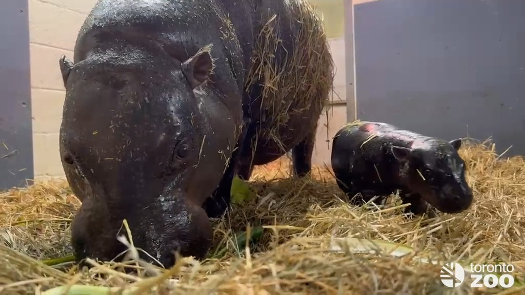 Being so cute can be tiring 💕 Wait until the end 👀 #TZTinyTank