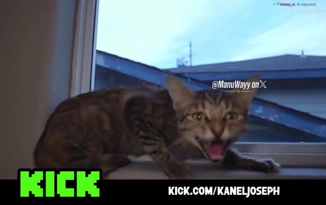 Kanel Joseph might have to get rid of the stray mom cat that he, Suki Mellow, Suburbbaby, and his friends caught a week ago because she’s still aggressive 😶💔