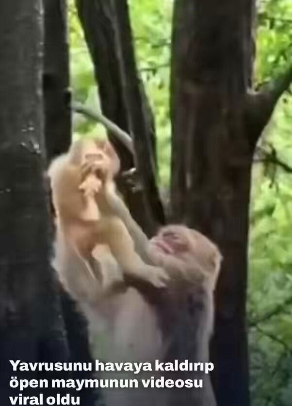 Yavrusunu öpmeye doyamayan maymun sosyal medyada da dikkat çekti.