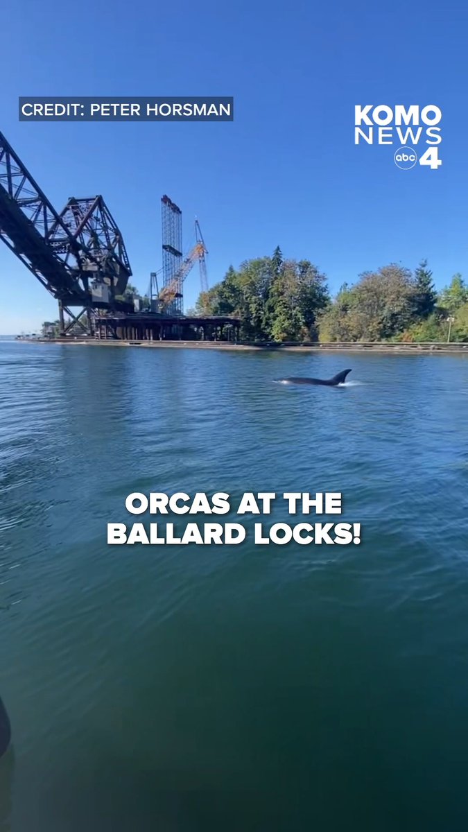 Orcas seen at the Ballard Locks in Seattle on Monday! Experts say the whales are likely feeding on the seals, who are also there to feed on the salmon. Submit your videos or photos to KOMO News on Chime-In 🎥: Peter Horsman