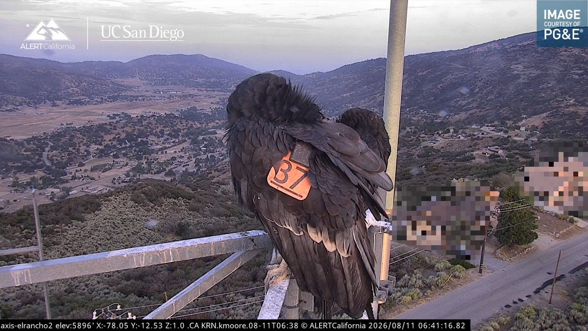 Two California condors were spotted starting their day preening on the ALERTCalifornia El Rancho 2 camera between Bakersfield and Tehachapi. #firecambirds