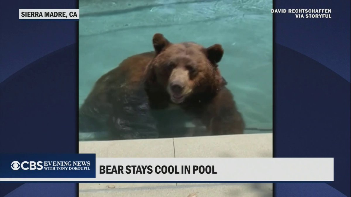 A Los Angeles man spotted ripples in his backyard pool and found a huge bear cooling off in the scorching heat.