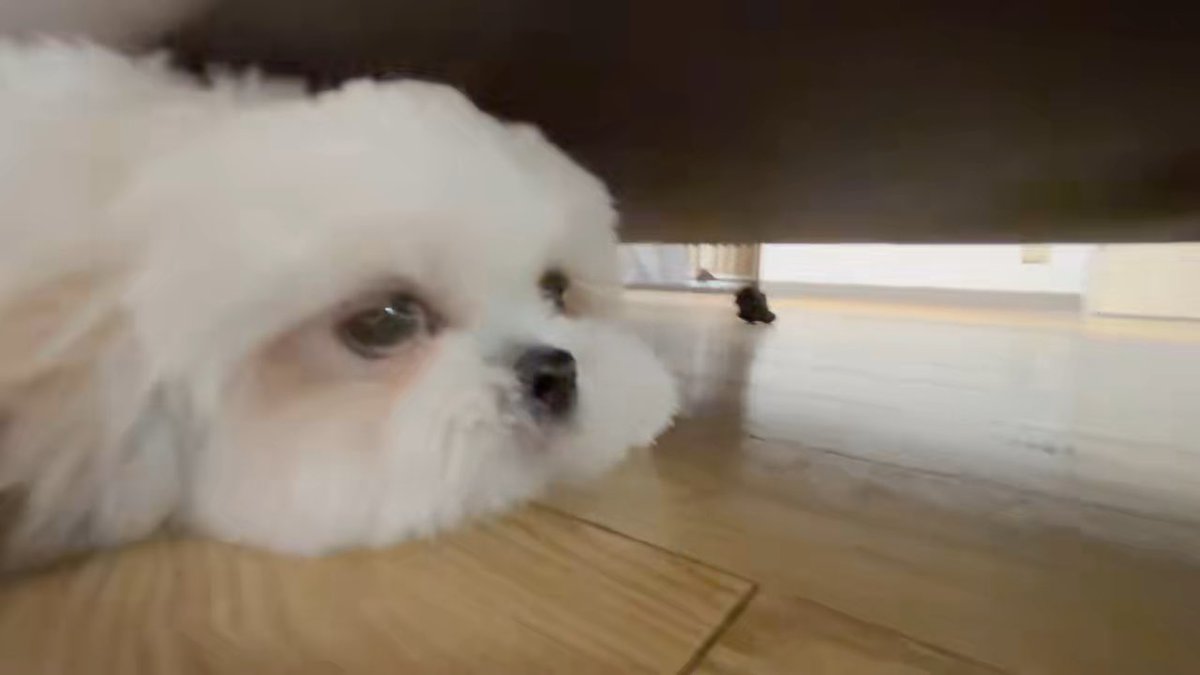 またおしゃべりしてる🥹 ソファの下通り抜けたいんだよぉ！ ｽﾞｻｰ !! c⌒っﾟДﾟ)っ